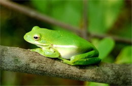 green tree frog