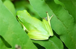 green tree frog