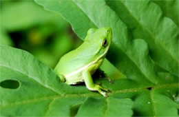 green tree frog