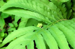 green tree frog