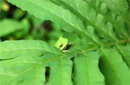 green tree frog