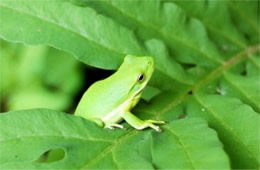 green tree frog