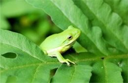 green tree frog