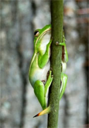 green tree frog