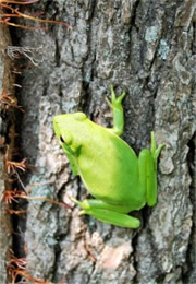 green tree frog