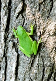 green tree frog