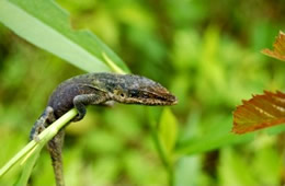 lizard hanging on a plant stem