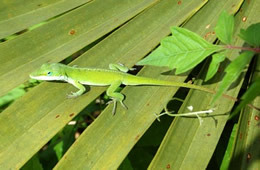 lizard on palmetto fronds