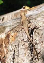 fence lizard