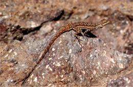 Desert Lizard