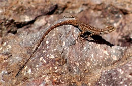 Desert Lizard