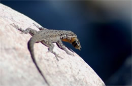 Lizard Eating a Bee