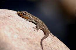 Lizard Eating a Bee