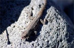 Lizard Eating a Bee