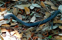 Unidentified Molting Snake