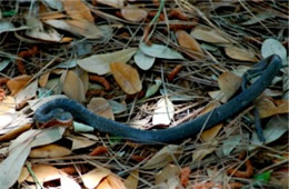 Unidentified Molting Snake