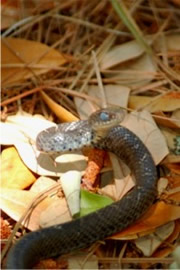 Unidentified Molting Snake