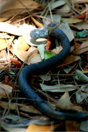 Unidentified Molting Snake