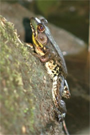 Rana clamitans melanota - Northern Green Frog