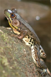 Rana clamitans melanota - Northern Green Frog