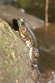 Rana clamitans melanota - Northern Green Frog