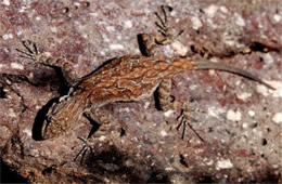 Urosaurus ornatus - Ornate Tree Lizard