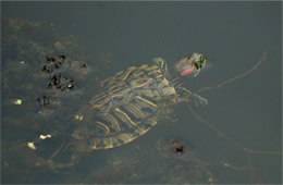 Trachemys scripta elegans - Red-eared Slider Turtle