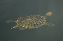 Trachemys scripta elegans - Red-eared Slider Turtle