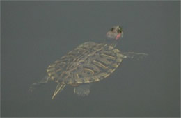 Trachemys scripta elegans - Red-eared Slider Turtle