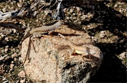 Saguaro Lizard