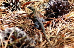 Cnemidophorus sexlineatus - Six-lined Racerunner