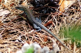 Cnemidophorus sexlineatus - Six-lined Racerunner