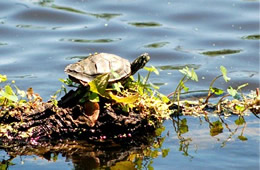 turtle on a log