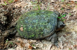 snapping turtle laying eggs