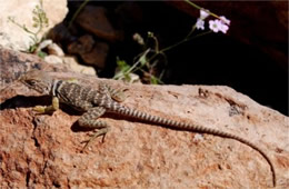 Crotaphytus nebrius - Sonoran Collared Lizard