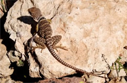 Crotaphytus nebrius - Sonoran Collared Lizard