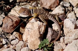 Crotaphytus nebrius - Sonoran Collared Lizard