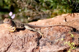 Crotaphytus nebrius - Sonoran Collared Lizard