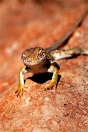 Sonoran Collared Lizard