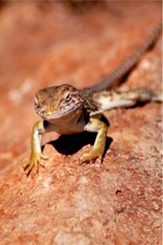 Sonoran Collared Lizard