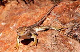 Crotaphytus nebrius - Sonoran Collared Lizard