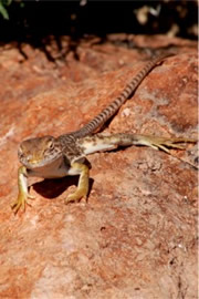 Sonoran Collared Lizard