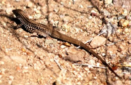 Aspidocelis tigris - Sonoran Desert Whiptail