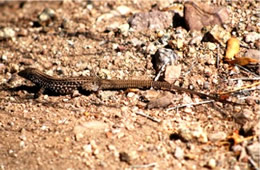 Aspidocelis tigris - Sonoran Desert Whiptail