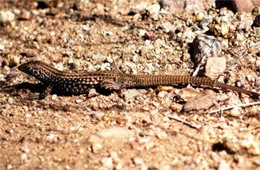 Aspidocelis tigris - Sonoran Desert Whiptail