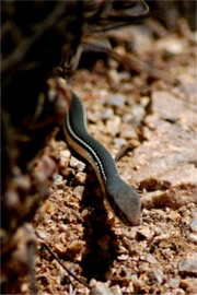 Masticophis bilineatus - Sonoran Whipsnake