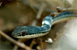 Masticophis bilineatus - Sonoran Whipsnake