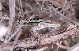 Sceloporus olivaceus - Texas Spiny Lizard