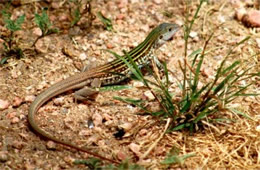 Cnemidophorus gularis - Texas Spotted Whiptail