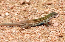 Cnemidophorus gularis - Texas Spotted Whiptail